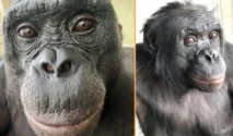 Bonobo Kanzi dalam penelitian permainan pura-pura