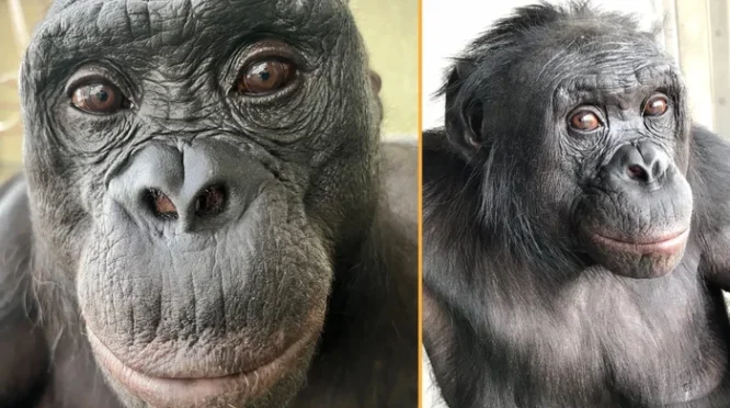 Bonobo Kanzi dalam penelitian permainan pura-pura