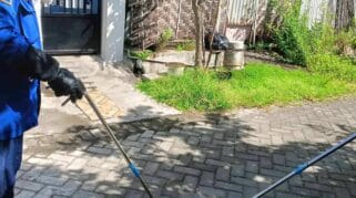 Intensitas Ular Masuk Rumah Meningkat Akibat Cuaca Panas Ekstrim