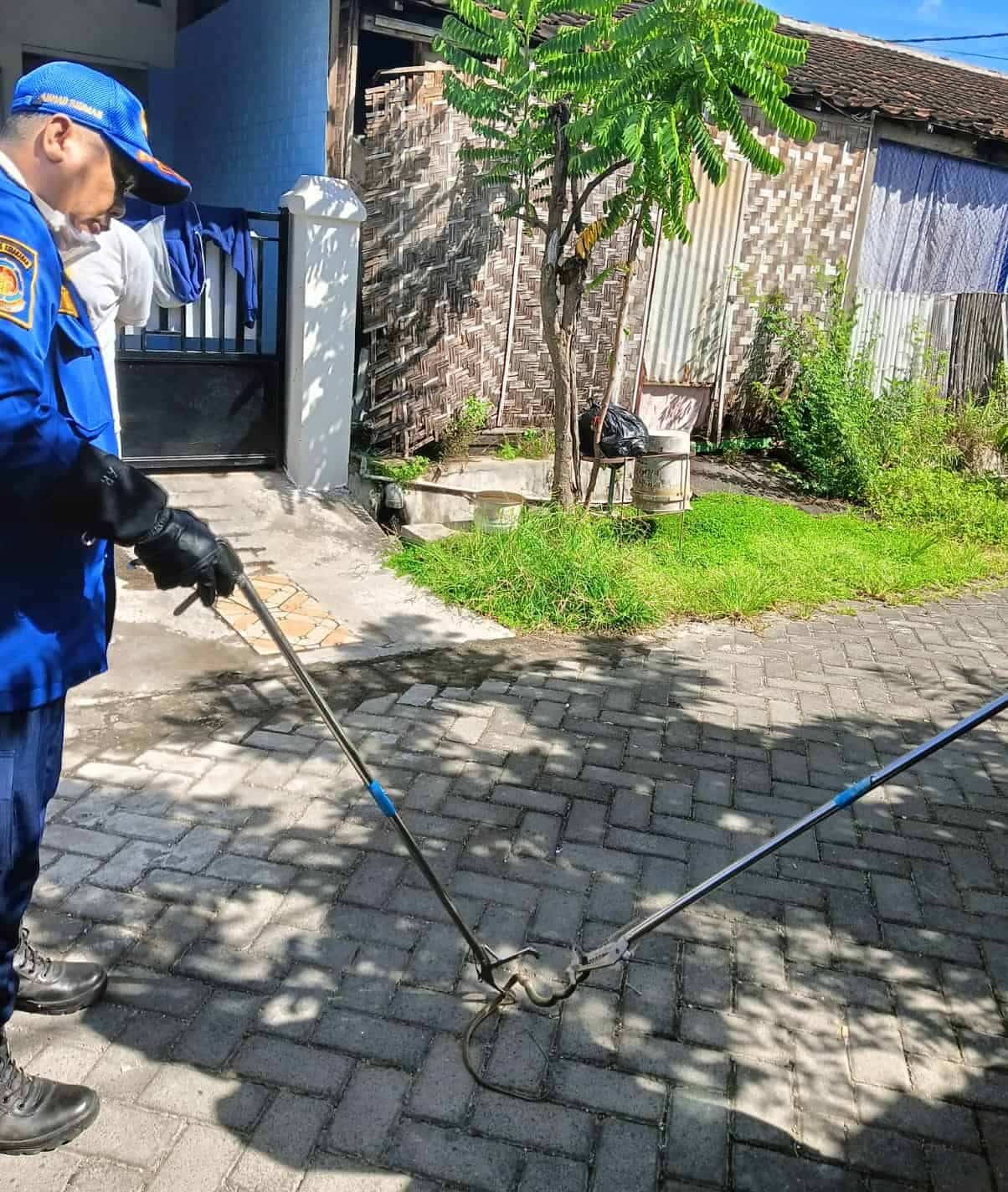 Intensitas Ular Masuk Rumah Meningkat Akibat Cuaca Panas Ekstrim