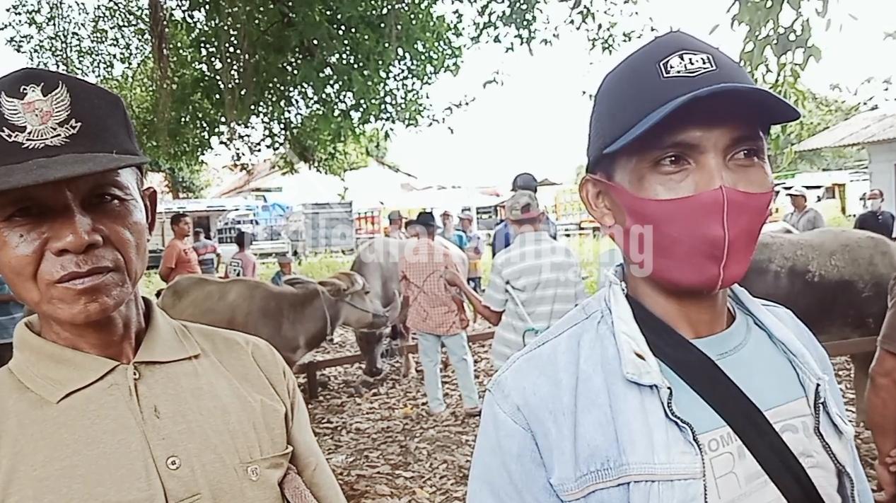 Jelang Idul Fitri 1444 H, Penjualan Ternak Sapi Di Rogojampi Naik 15 Persen