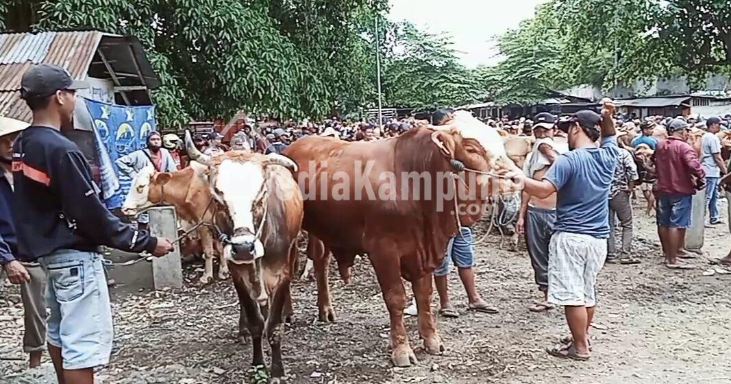 Jelang Idul Fitri 1444 H, Penjualan Ternak Sapi Di Rogojampi Naik 15 Persen