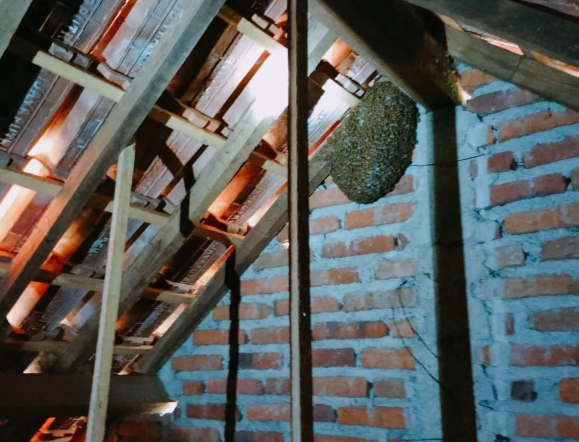 damkar evakuasi sarang tawon vespa di atap rumah