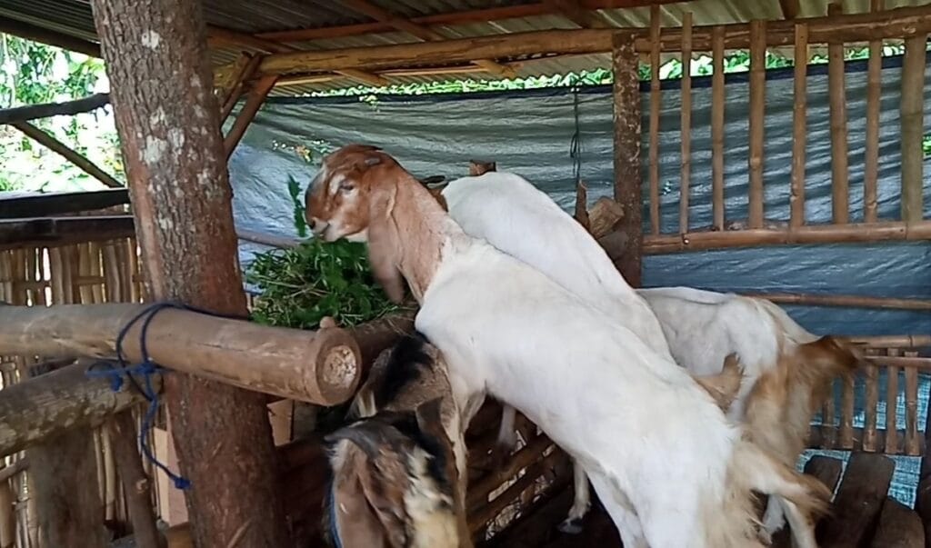 pemberdayaan Masyarakat Melalui Ternak Kambing