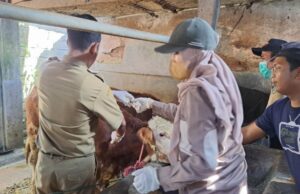 vaksin hewan ternak jelang idul adha 2023