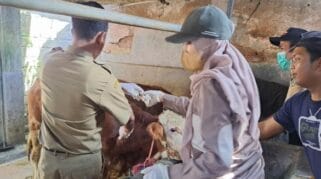 vaksin hewan ternak jelang idul adha 2023