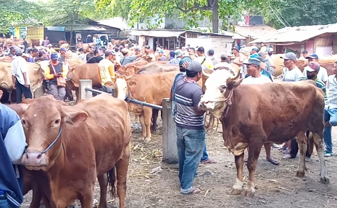 Dua Pekan Jelang Idul Adha 2023, Penjualan Ternak di Pasar Hewan Rogojampi Masih Stabil