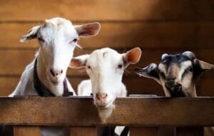 Menggapai Pahala dan Ketakwaan: Makna Mendalam di Balik Ibadah Kurban dalam Hari Raya Idul Adha