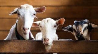 Menggapai Pahala dan Ketakwaan: Makna Mendalam di Balik Ibadah Kurban dalam Hari Raya Idul Adha