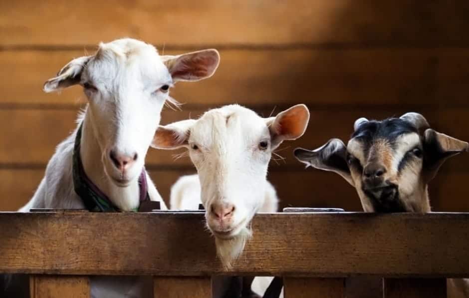 Menggapai Pahala dan Ketakwaan: Makna Mendalam di Balik Ibadah Kurban dalam Hari Raya Idul Adha