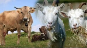 Syarat Memilih Hewan Qurban: Panduan Penting untuk Ibadah Kurban yang Sah