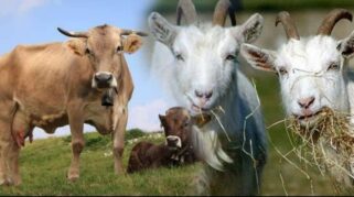 Syarat Memilih Hewan Qurban: Panduan Penting untuk Ibadah Kurban yang Sah