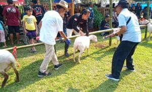 B-Fest 2023: Kontes Ternak Unggulan di Banyuwangi Memikat Para Peternak di Banyuwangi