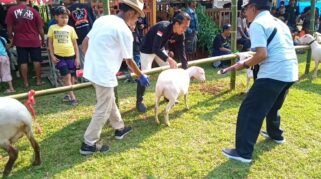 B-Fest 2023: Kontes Ternak Unggulan di Banyuwangi Memikat Para Peternak di Banyuwangi