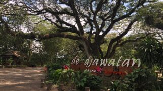 Hutan De Djawatan Forest Banyuwangi, Rekomendasi Liburan Ala Hutan Belantara di Banyuwangi