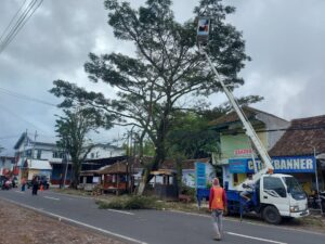 Perempesan pohon di jalan provinsi