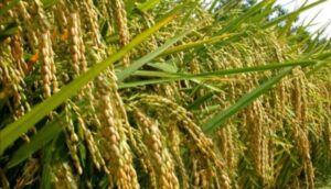 Padi varietas unggul