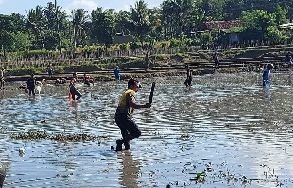 menangkap ikan dengan membawa berbagai alat, mulai jaring ikan hingga pentungan kayu 