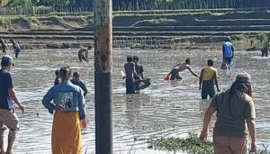 Panen ikan di sawah kedayunan
