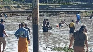 Panen ikan di sawah kedayunan
