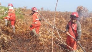 Kebakaran Hutan dan Lahan Terjadi di Riau
