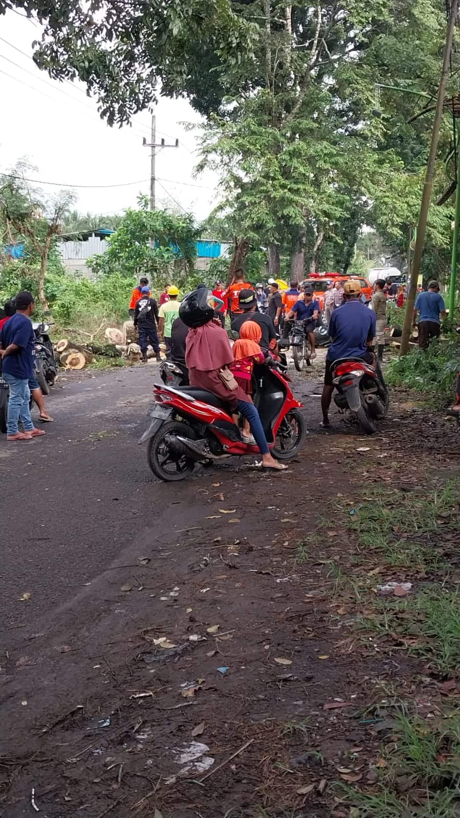 Pohon Roboh Di Gladag