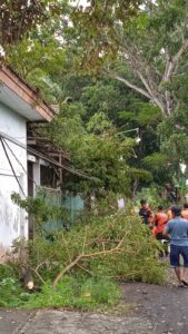 pohon tumbang di gladag