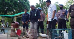 polresta yogyakarta ungkap perdagangan ilegal satwa dilindungi