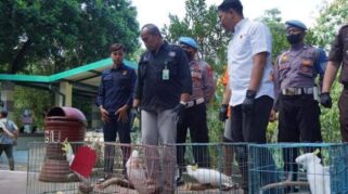 polresta yogyakarta ungkap perdagangan ilegal satwa dilindungi