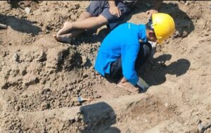 Temukan Fosil Gading Gajah