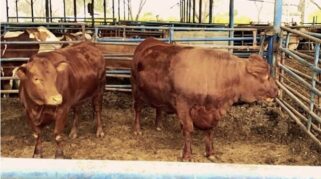 rencana Impor daging sapi dari brazil