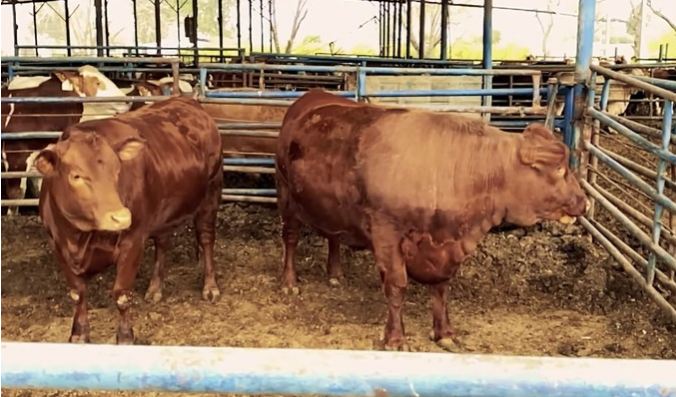 rencana Impor daging sapi dari brazil