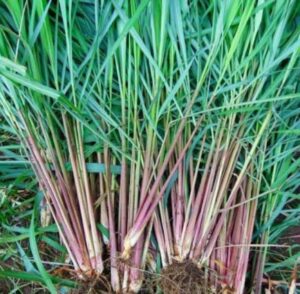 Manfaat Serai Merah dan Cara Mengolahnya