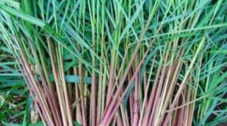 Manfaat Serai Merah dan Cara Mengolahnya