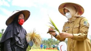 Banyuwangi Pastikan Stok Pangan Aman Hingga Akhir Tahun