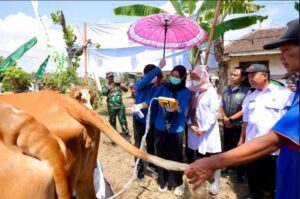 Program SMS Pisan Bantu Tingkatkan Produktivitas Sapi di Banyuwangi