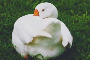 Ciri-ciri Seseorang Mengalami Duck Syndrome