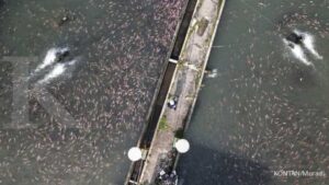 KKP: Mayoritas Pakan Ikan Masih Impor