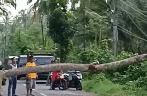 Pohon Tumbang Hantam Kabel Induk PLN di Jalan Raya Gelondong, Banyuwangi Menjelang Buka Puasa Ramadhan 2024 di Banyuwangi