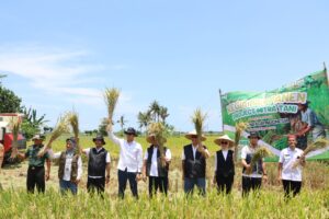 Panen raya Program Mitra Tani Bulog di Banyuwangi.