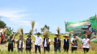 Panen raya Program Mitra Tani Bulog di Banyuwangi.