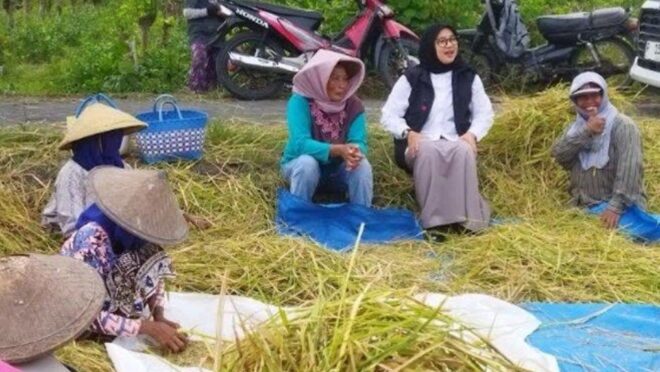 Foto menunjukkan Bupati Banyuwangi, Ipuk Fiestiandani, sedang berbincang dengan para petani di tengah lahan pertanian.