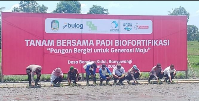 Sejumlah orang, termasuk perwakilan Danone Aqua, sedang menanam bibit padi Biofortifikasi di Desa Benelan Kidul, Banyuwangi.