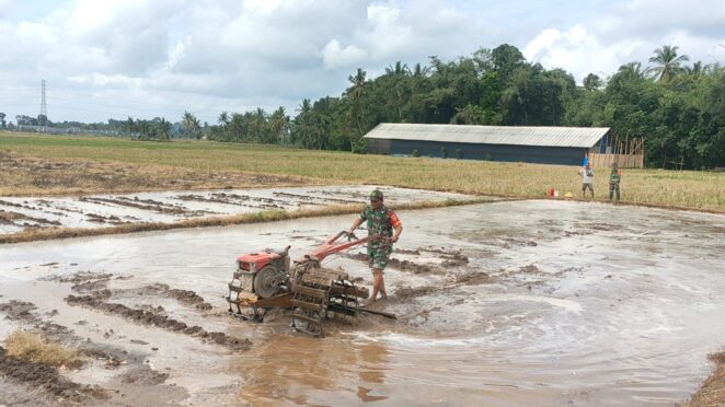 Seorang Babinsa sedang membantu petani membajak sawah dengan menggunakan traktor.
