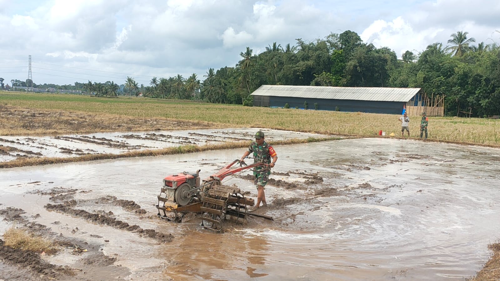 Babinsa Sempu Jadi "Joki Traktor", Turun Langsung Bantu Petani di Sawah Seorang Babinsa sedang membantu petani membajak sawah dengan menggunakan traktor.