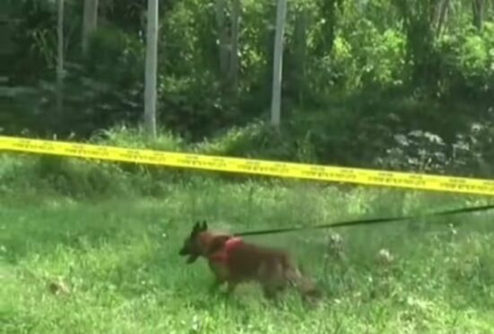 Seekor anjing pelacak sedang bekerja di sebuah lokasi dengan didampingi petugas kepolisian.