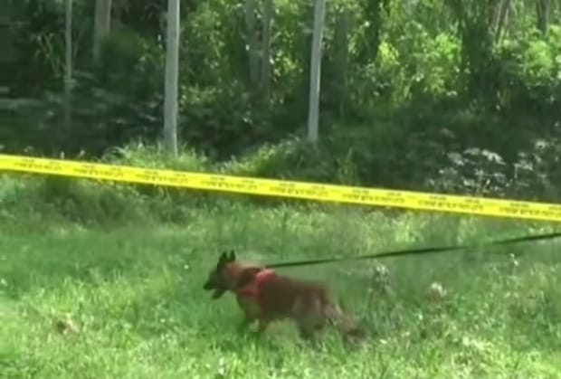 Seekor anjing pelacak sedang bekerja di sebuah lokasi dengan didampingi petugas kepolisian.
