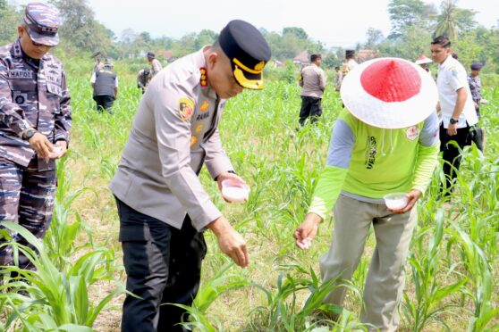 Kapolresta Banyuwangi, Kombes Pol Rama Samtama Putra, bersama Forkopimda dan pelajar, memberikan pupuk pada tanaman jagung di lahan SMA Taruna Bhayangkara.