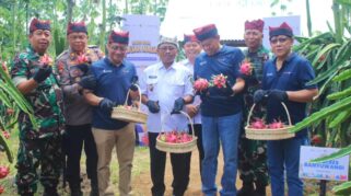 Plt. Bupati Banyuwangi, Sugirah, bersama perwakilan Pupuk Kaltim dan petani, memanen buah naga.