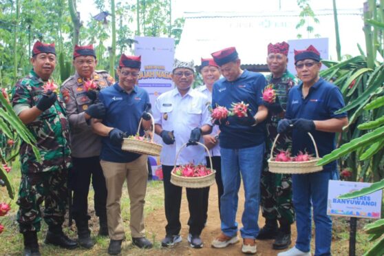 Plt. Bupati Banyuwangi, Sugirah, bersama perwakilan Pupuk Kaltim dan petani, memanen buah naga.